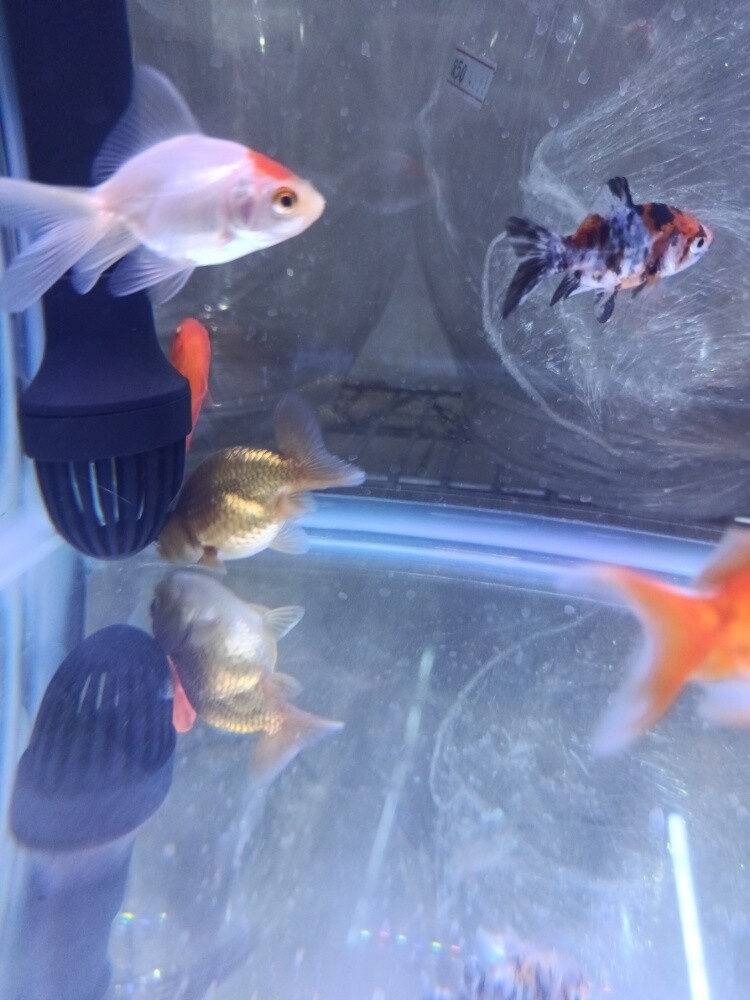 fish - 2