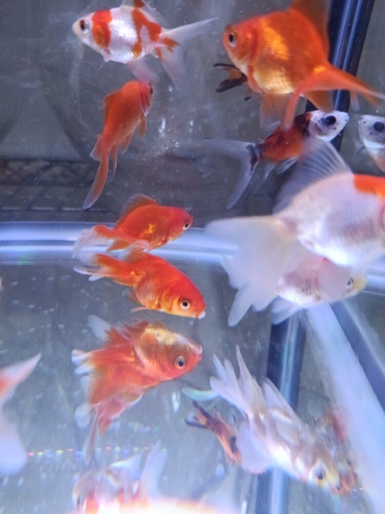 fish - 1