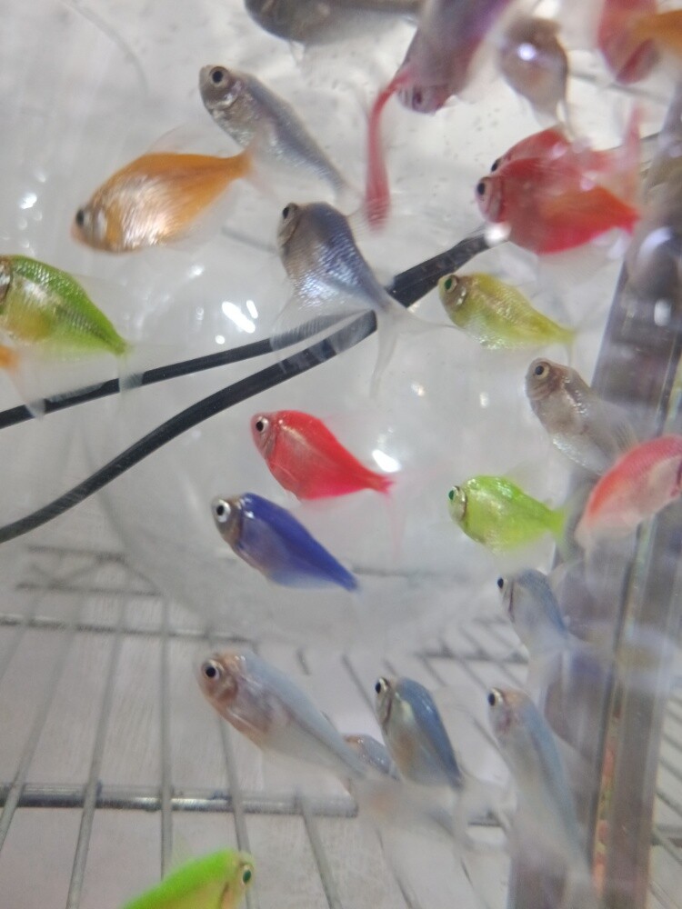 fish - 4