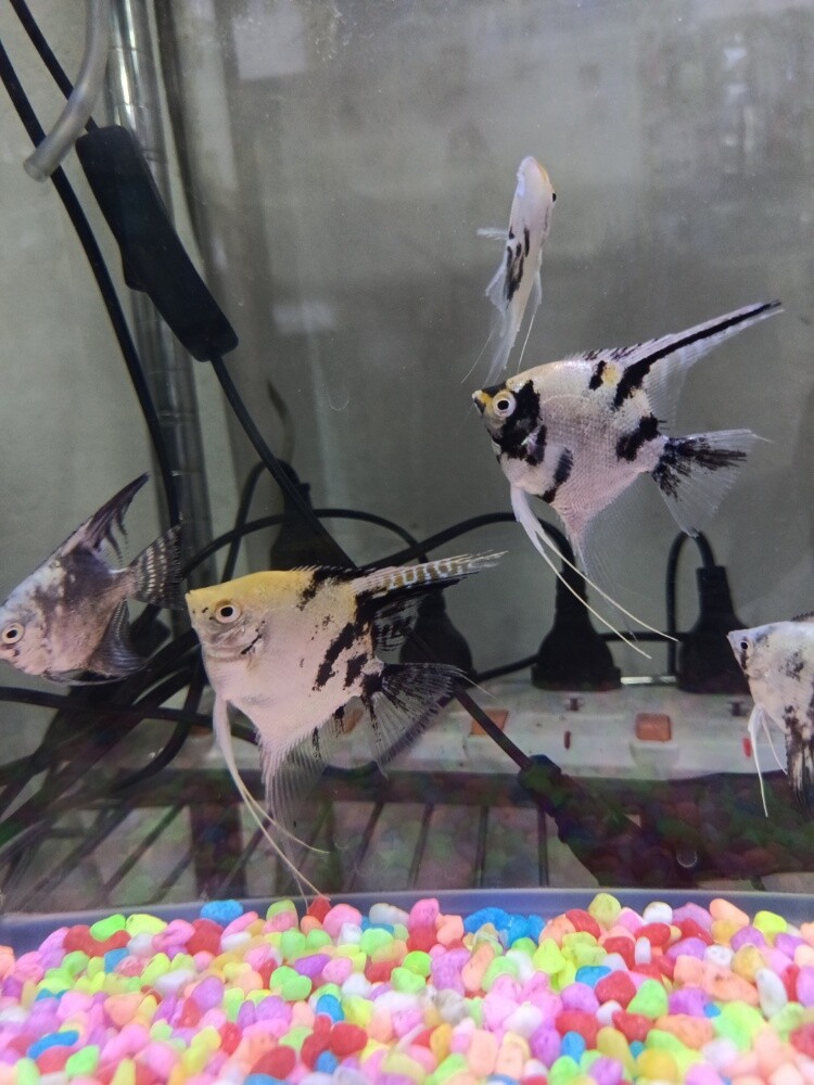 fish - 3