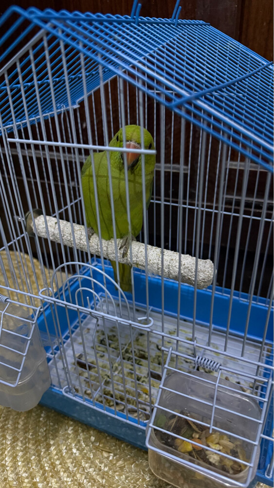 ببغباء ممتاز - 2