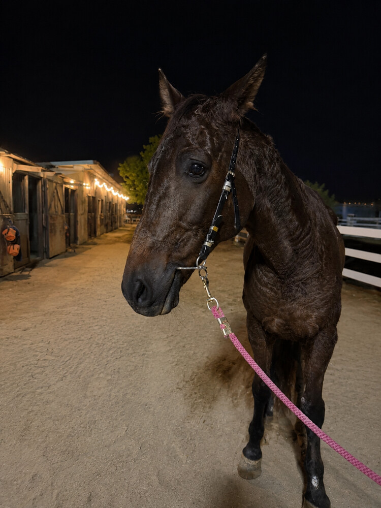 majdo’r majd al arab - 1