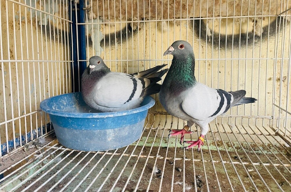 racing Homer breeding pair - 1