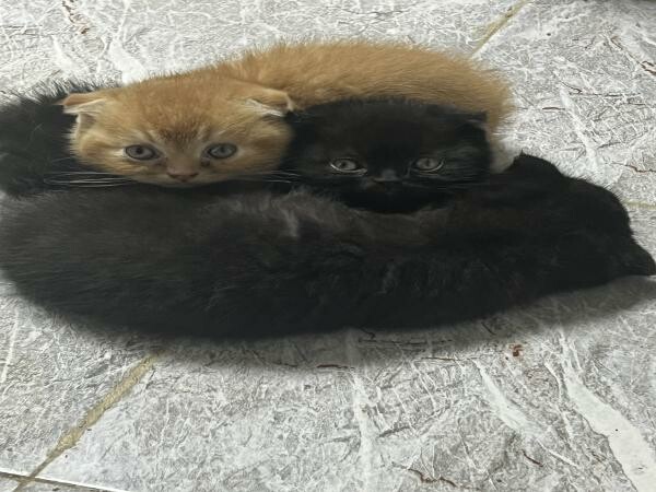 2 Scottish fold cats - 6