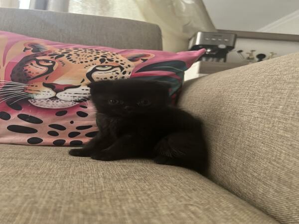 2 Scottish fold cats - 7