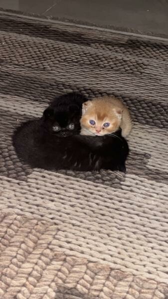 2 Scottish fold cats - 8