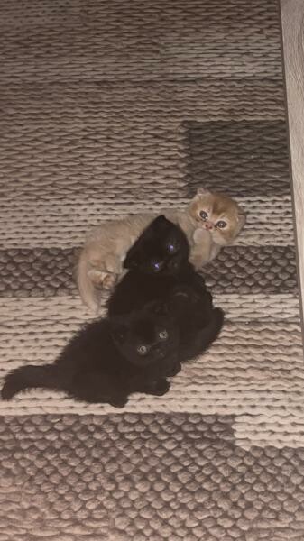 2 Scottish fold cats - 9