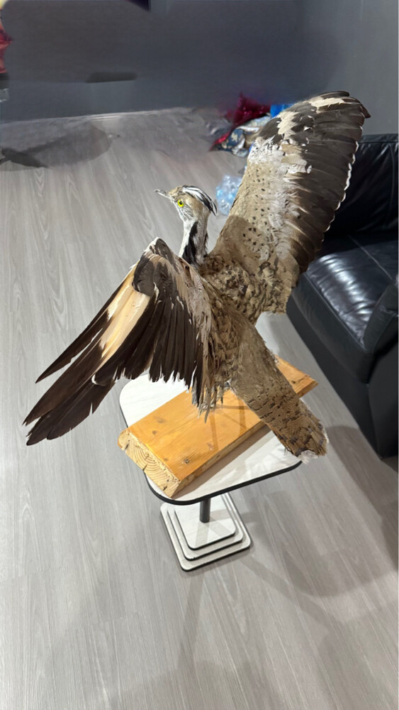 طير حبارة - 2