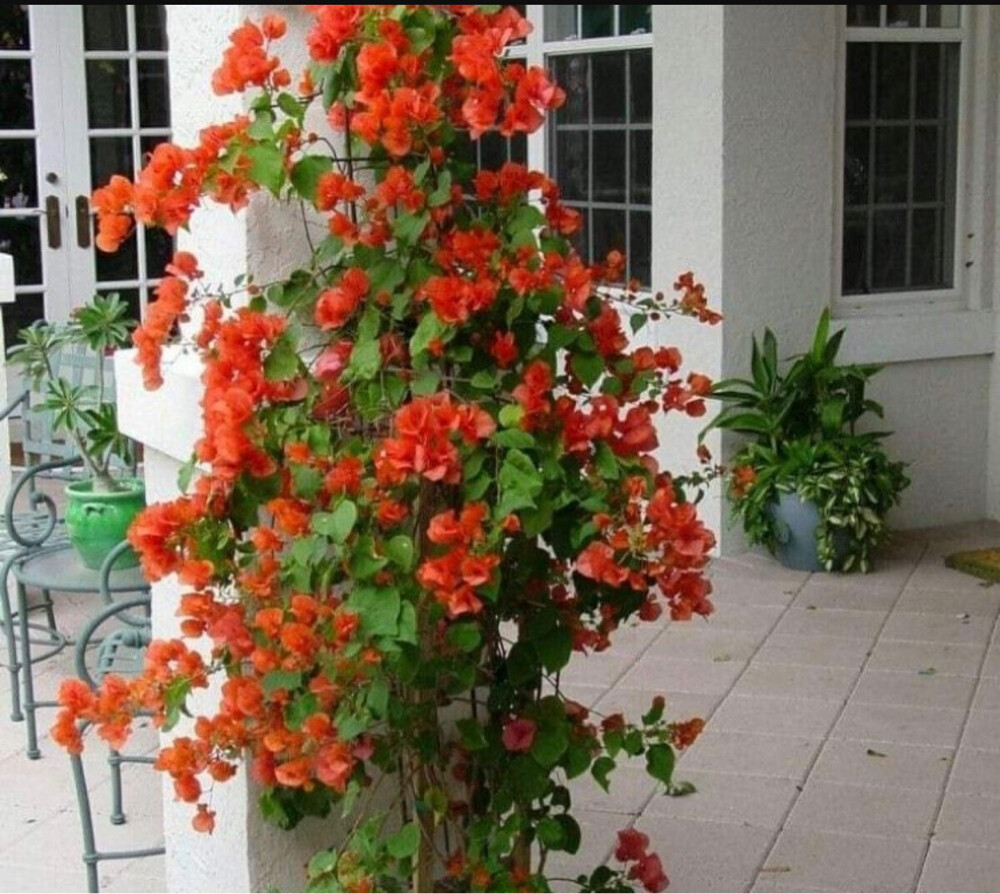 زراعه - 9
