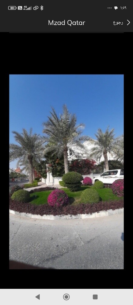 نقل الاشجار والنخيل وتقطيع الاشجا - 3
