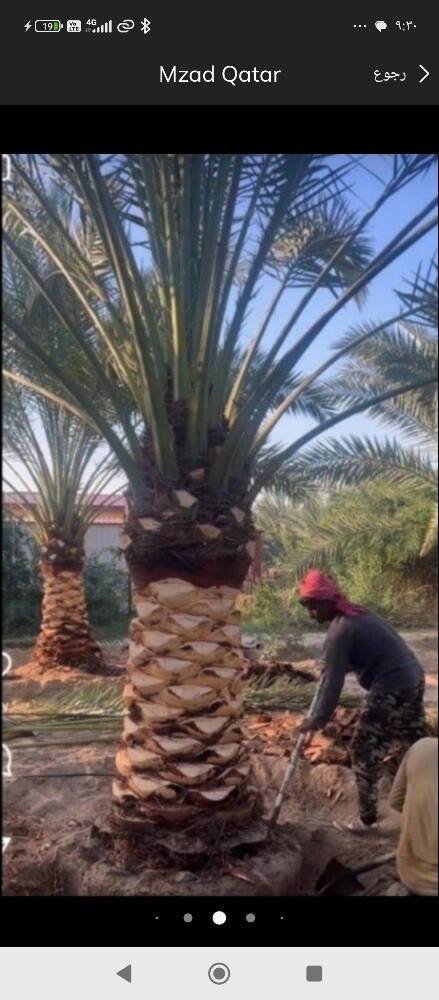 تنسيق الحدائق - 8
