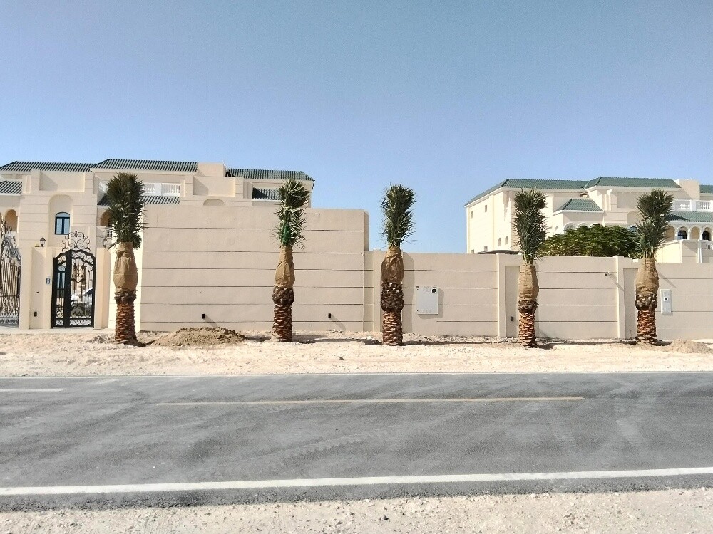 نخل - 23