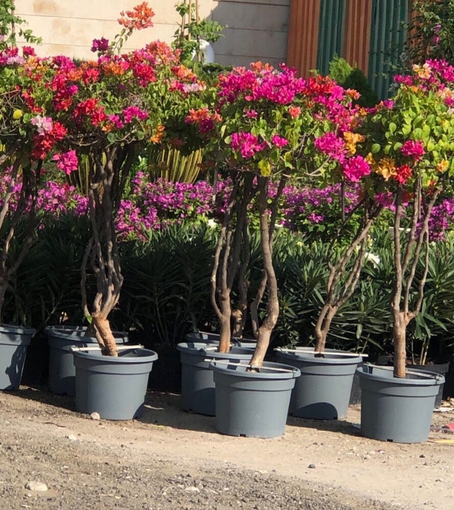 العنايه بالحدائق - 24