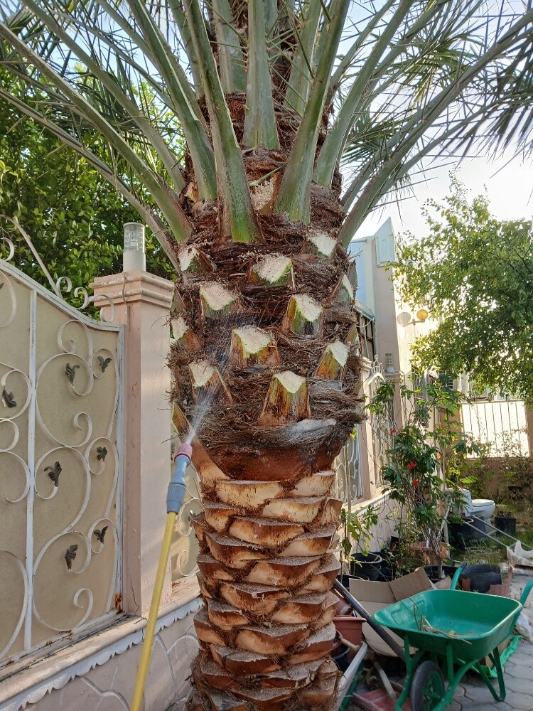 زراعه العشب - 16