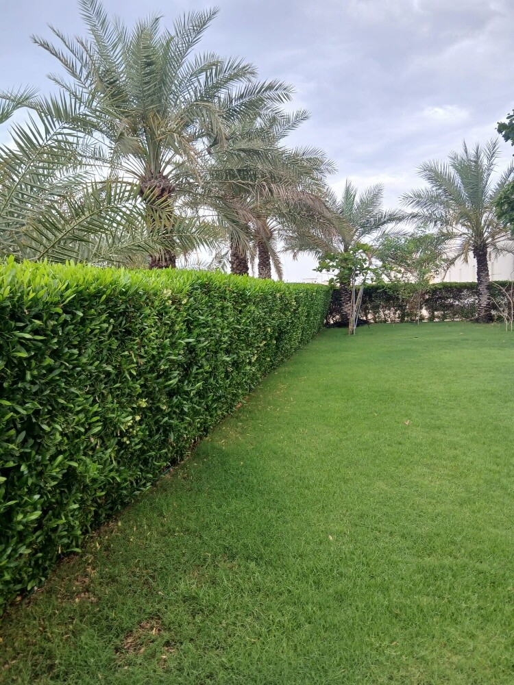 زراعه العشب - 15