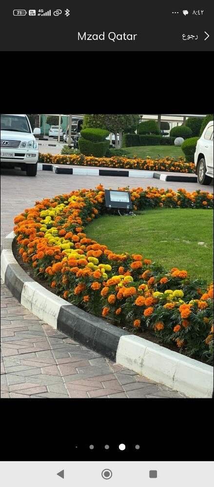 زراعه الزهور - 3