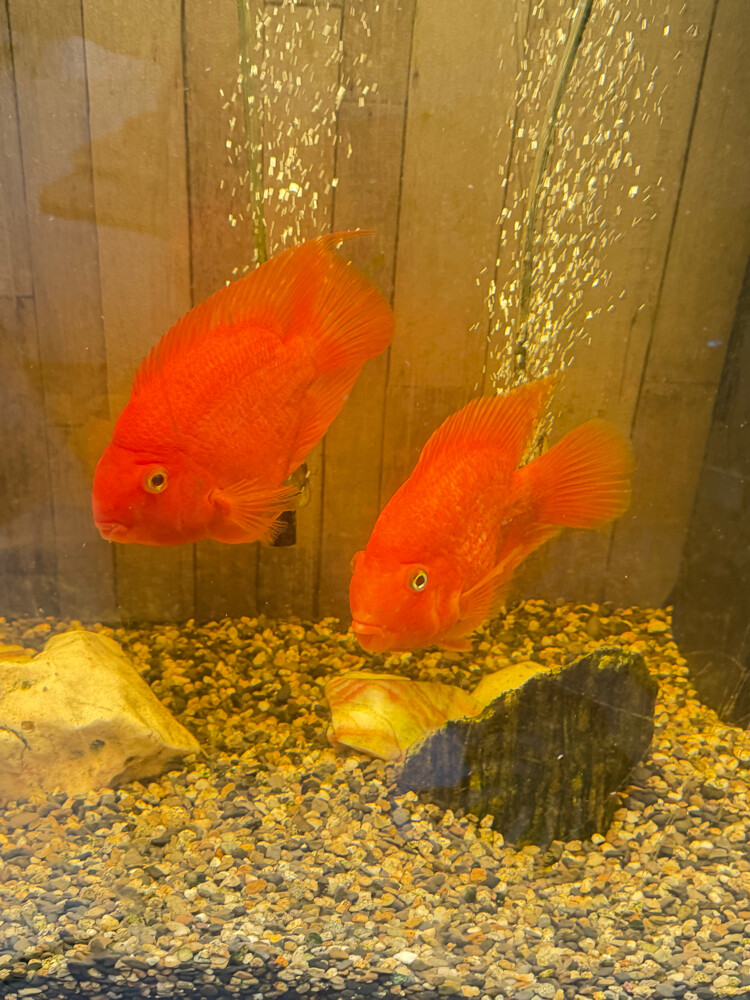 Full Tank with accessories or Fish - 7