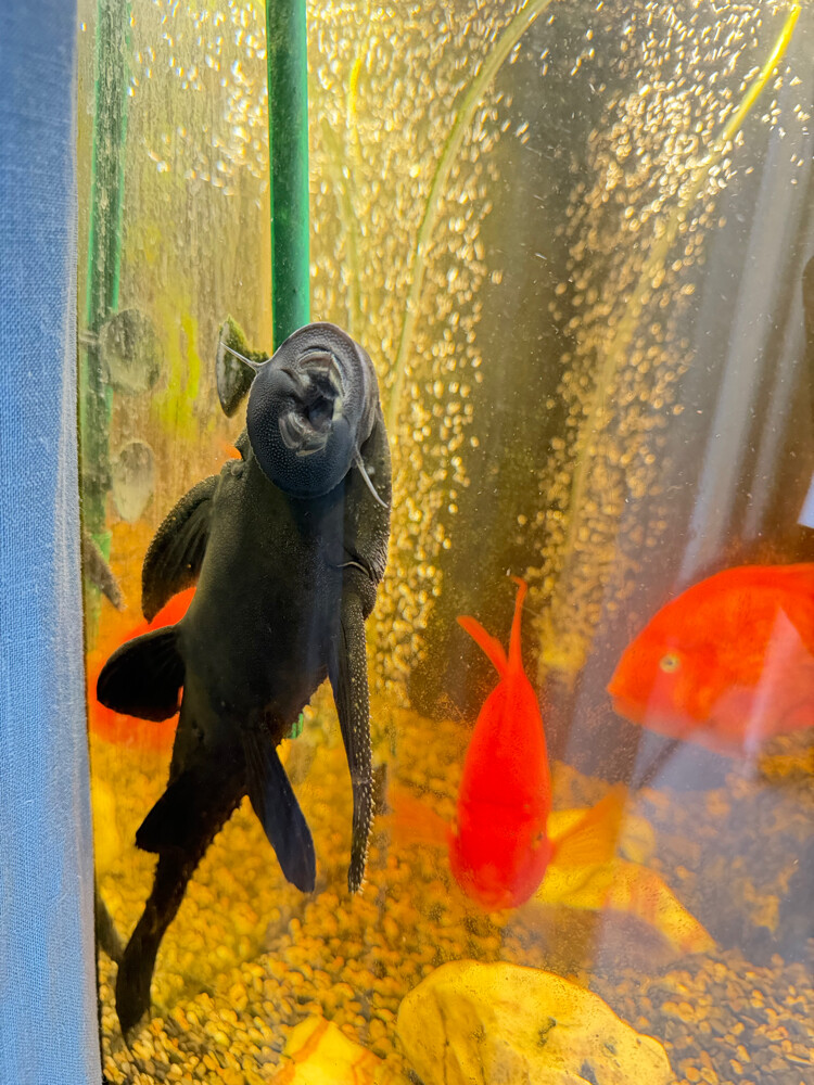 Full Tank with accessories or Fish - 6