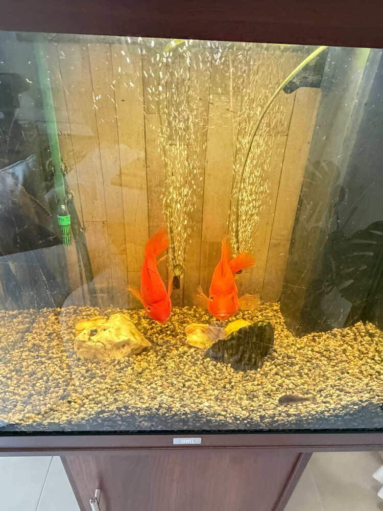 Full Tank with accessories or Fish - 3