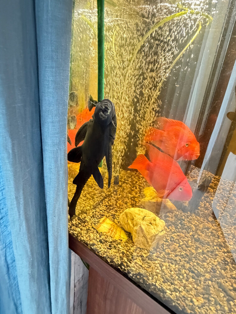 Full Tank with accessories or Fish - 5