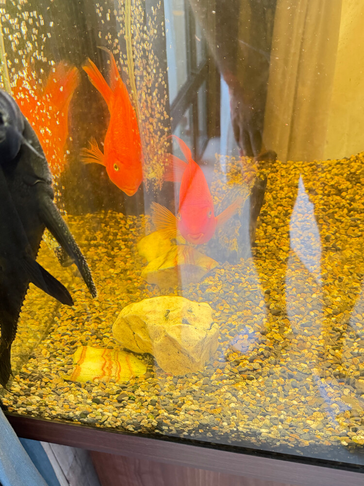Full Tank with accessories or Fish - 4