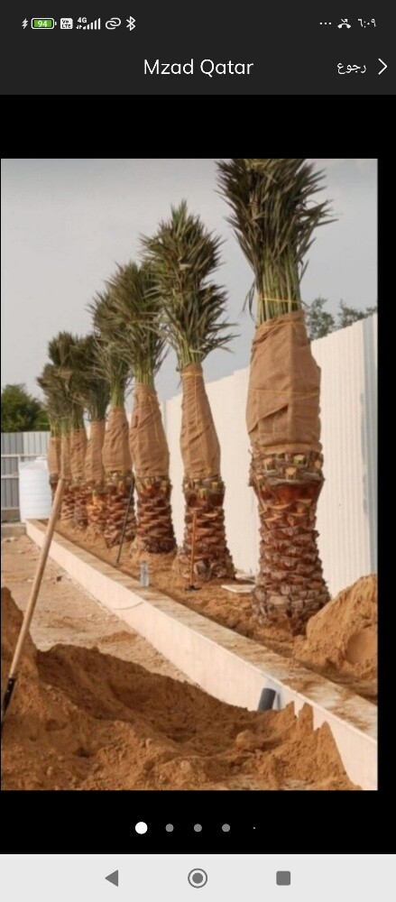 جميع انواع النخل - 2