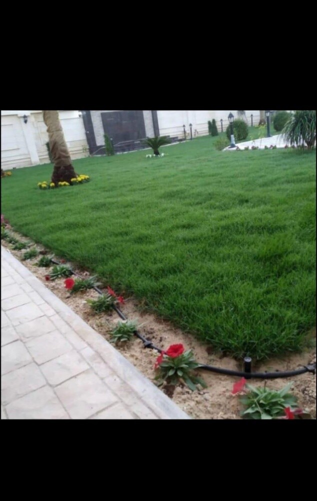 عشب طبيعي - 5