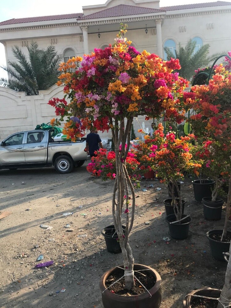 العنايه بالحدائق - 16