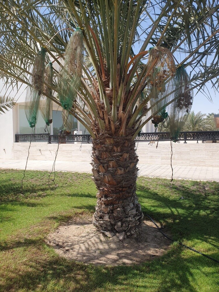 نخل مثمر - 23