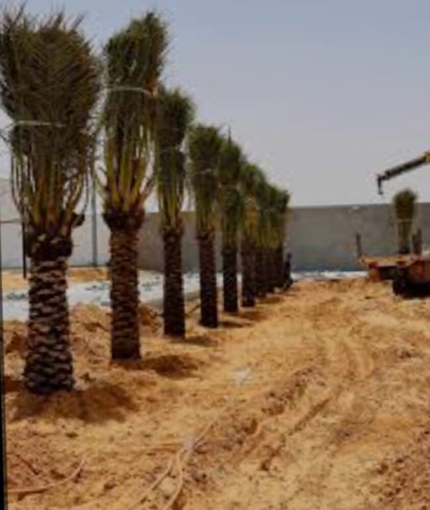 نخل مثمر - 14