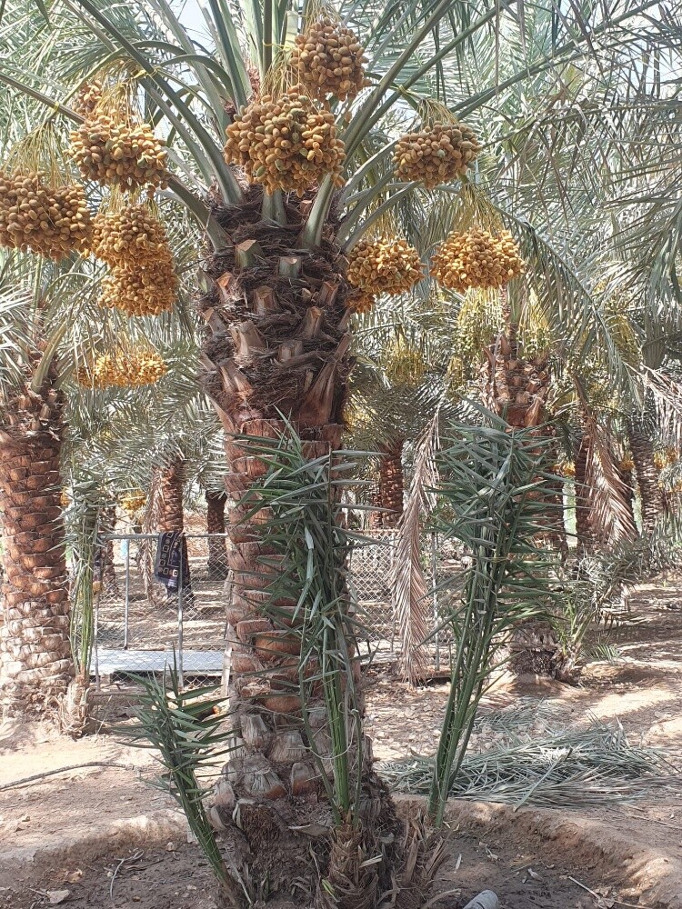 نخل مثمر - 24