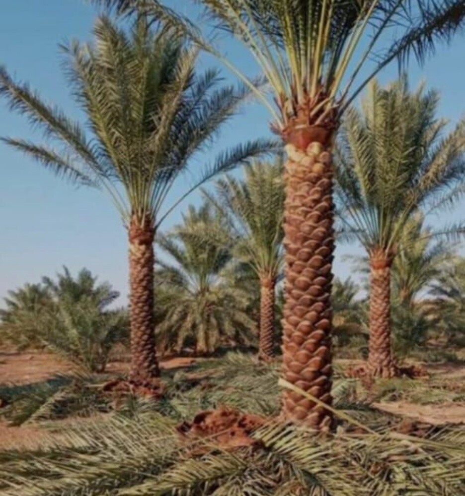 نخل مثمر - 19