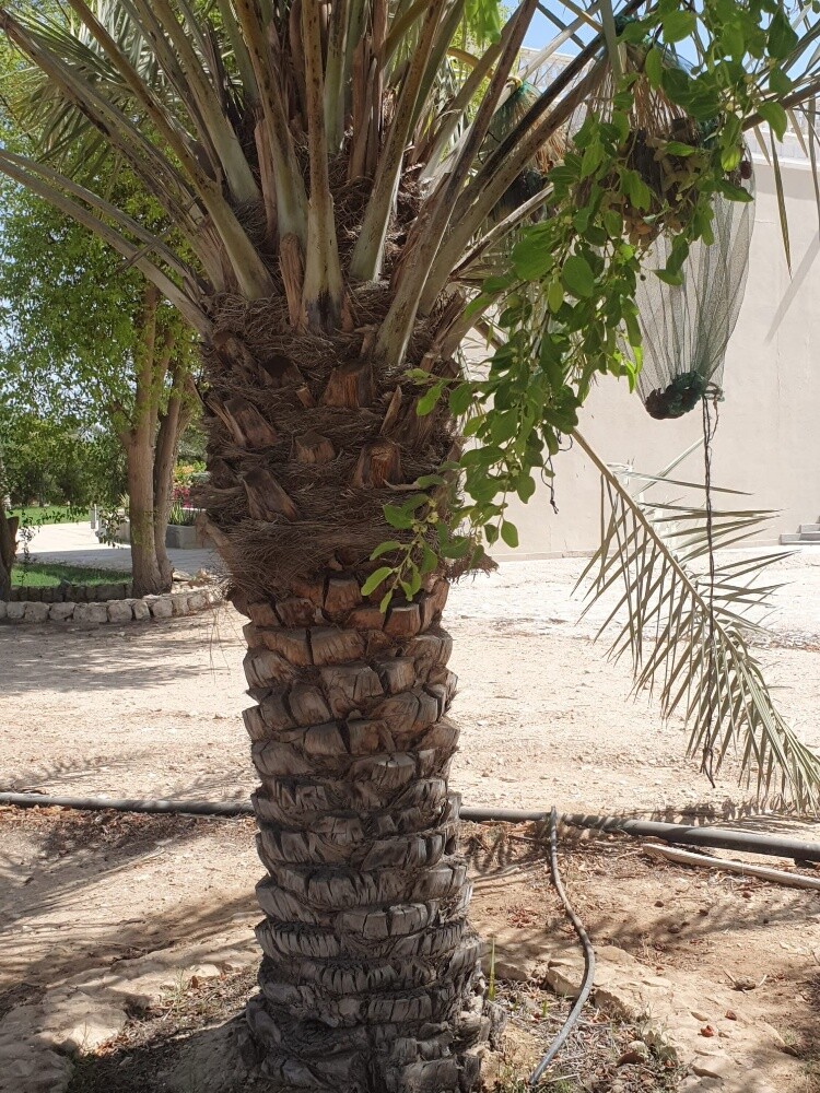 نخل مثمر - 21
