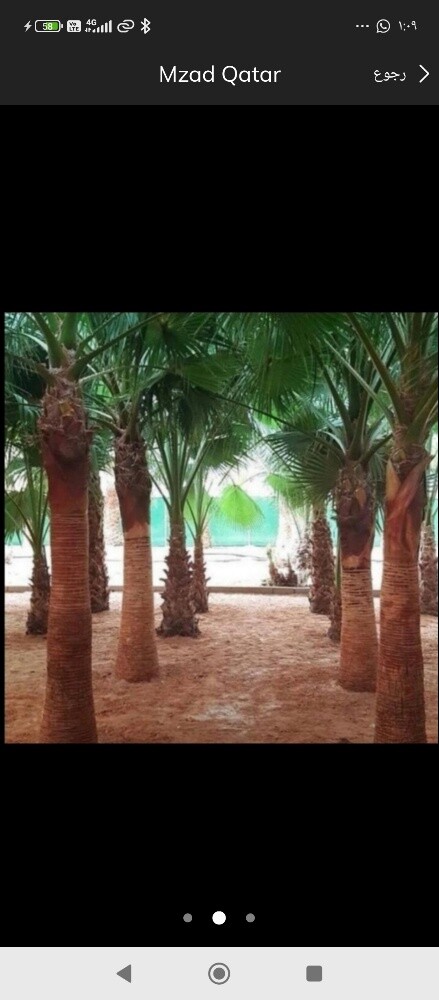 زراعه النخيل الوشنطنيه الزينه - 4