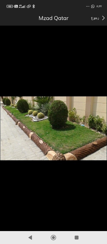 نخيل زينه للبيع - 7