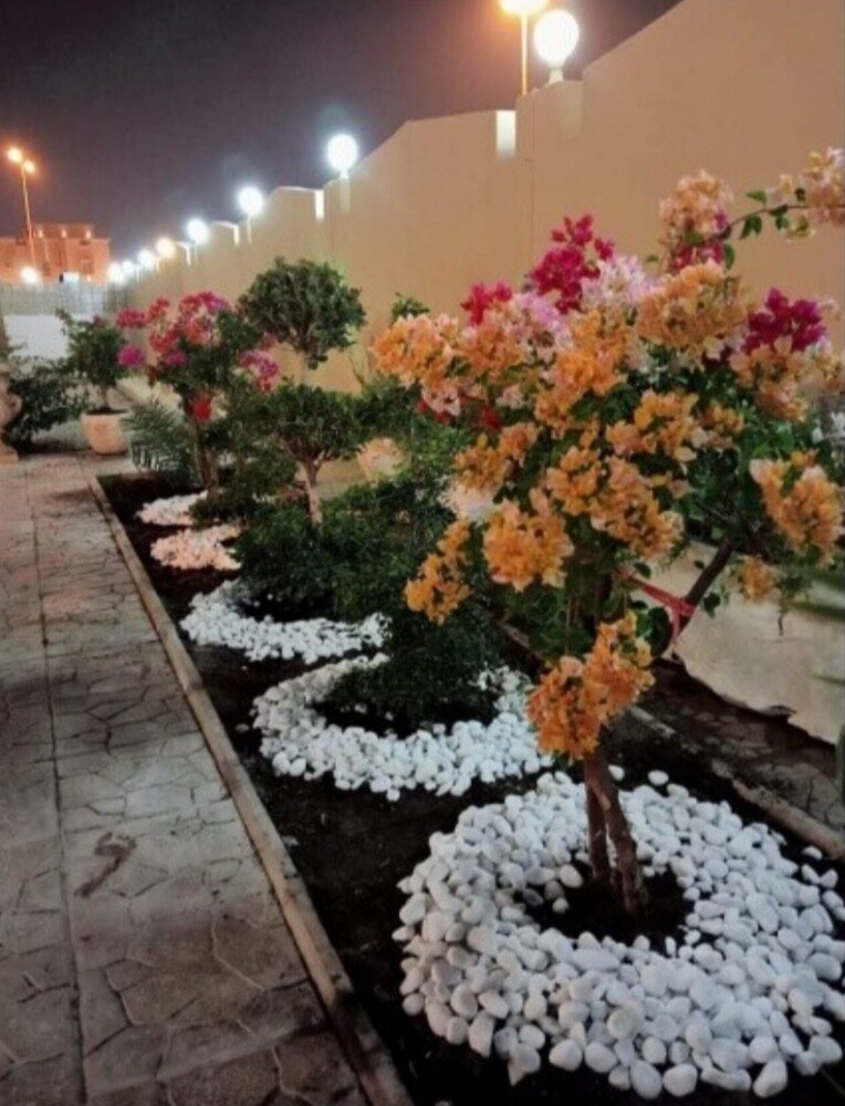 نخيل زينه للبيع - 5