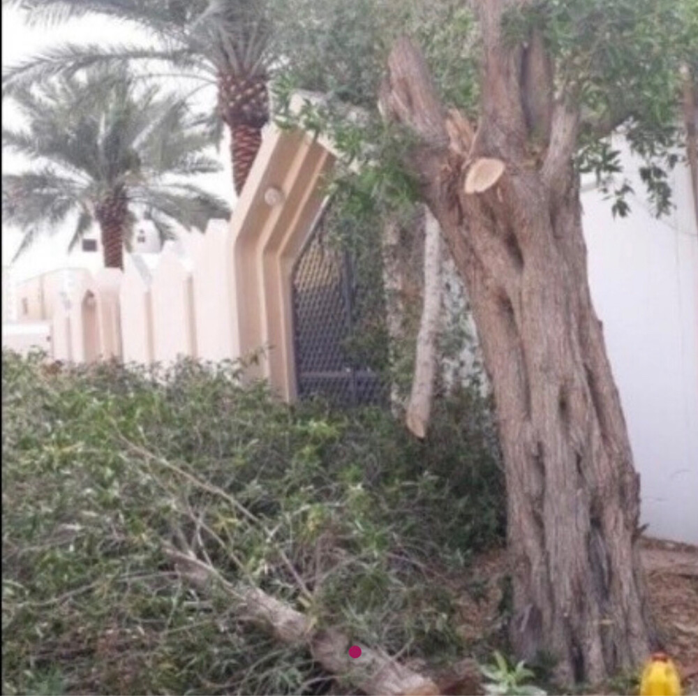 تقطيع أشجار - 2