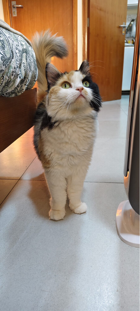 Persian cat - 3