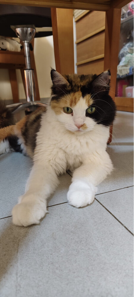 Persian cat - 1