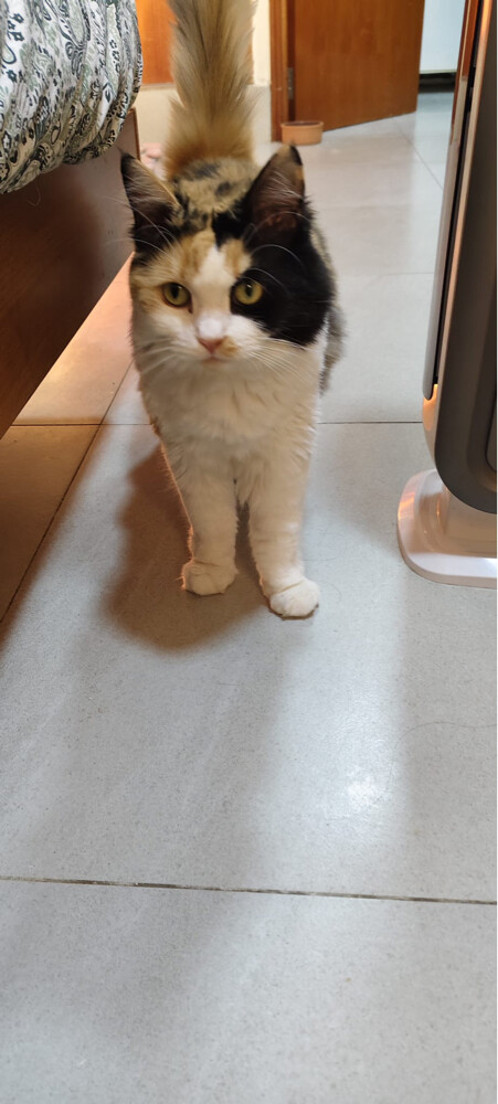 Persian cat - 2