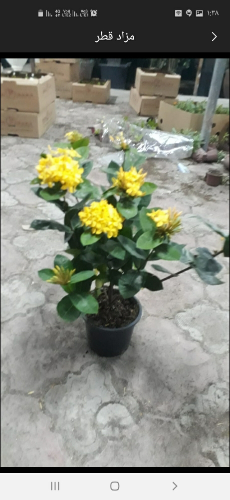 زراعه العشب - 24