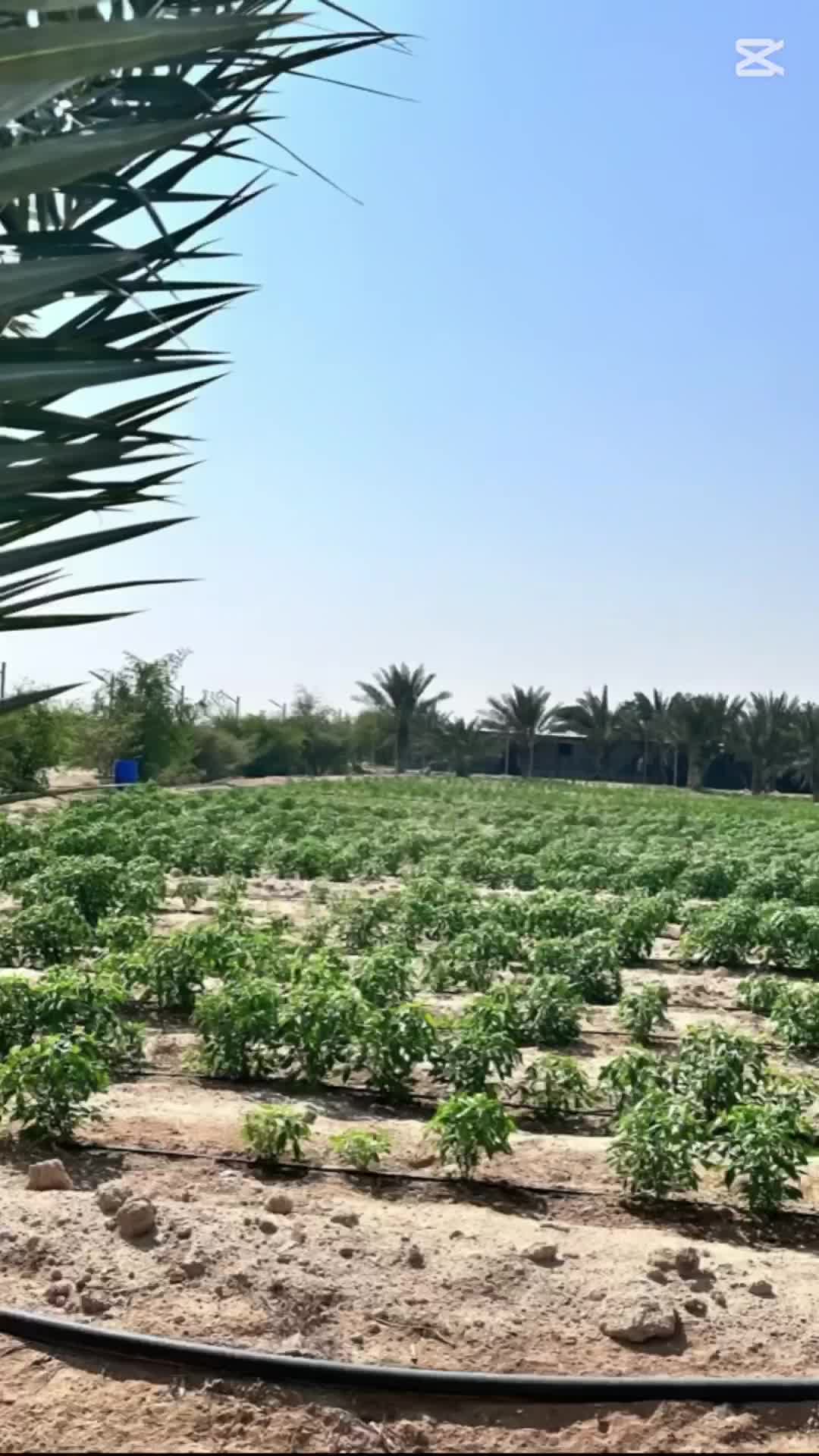 زرع سمسمه 105 الف متر للبيع - 30