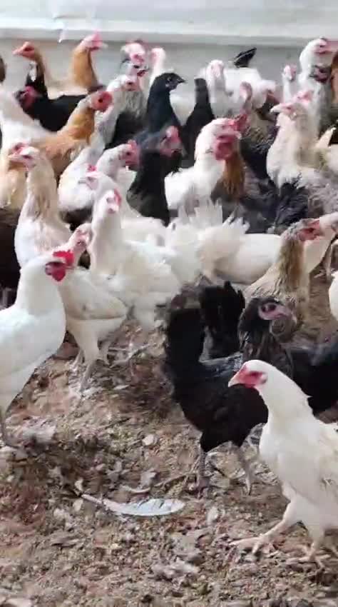 للبيع دجاج بلدي بياض - 1