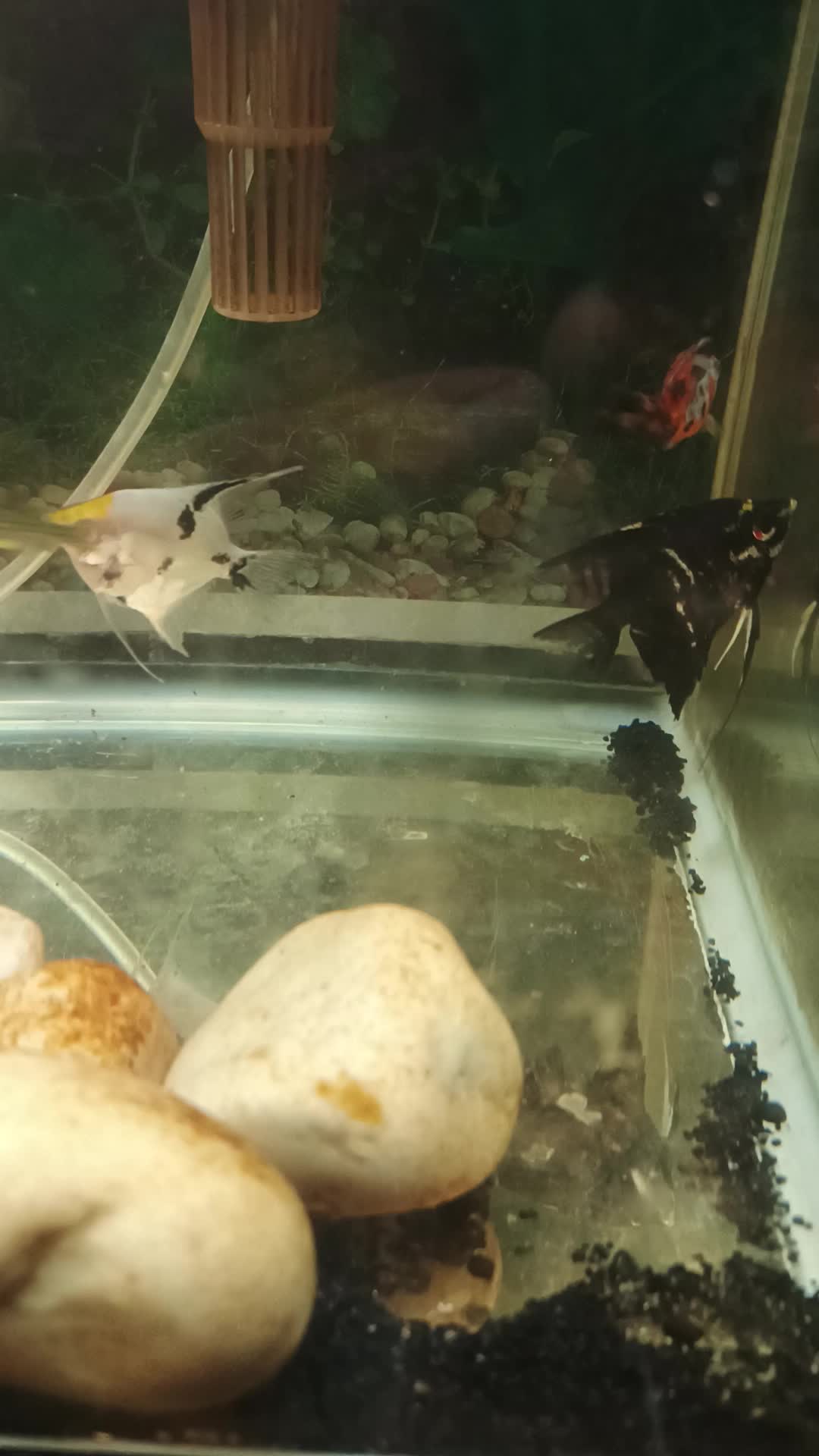 pair Angel fish - 2