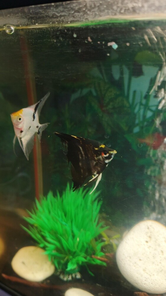 pair Angel fish - 1