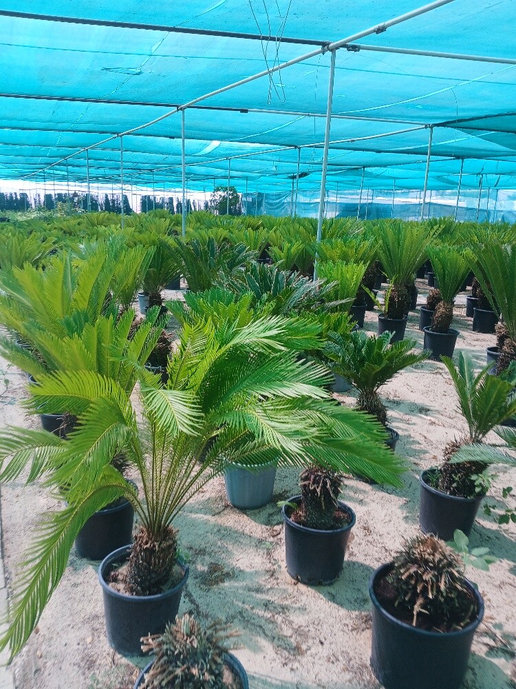 وروود واشجار زينه - 4