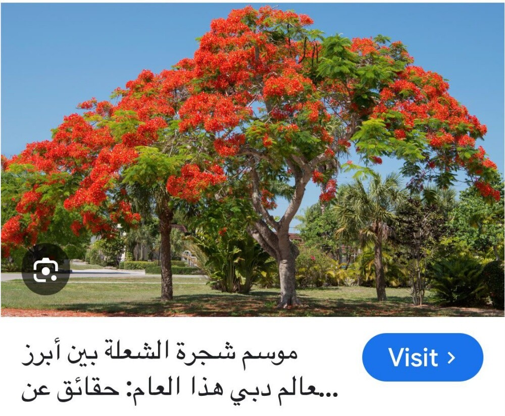 وروود واشجار زينه - 5