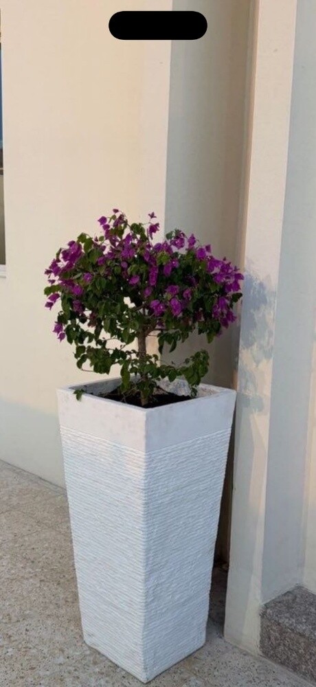 وروود واشجار زينه - 1