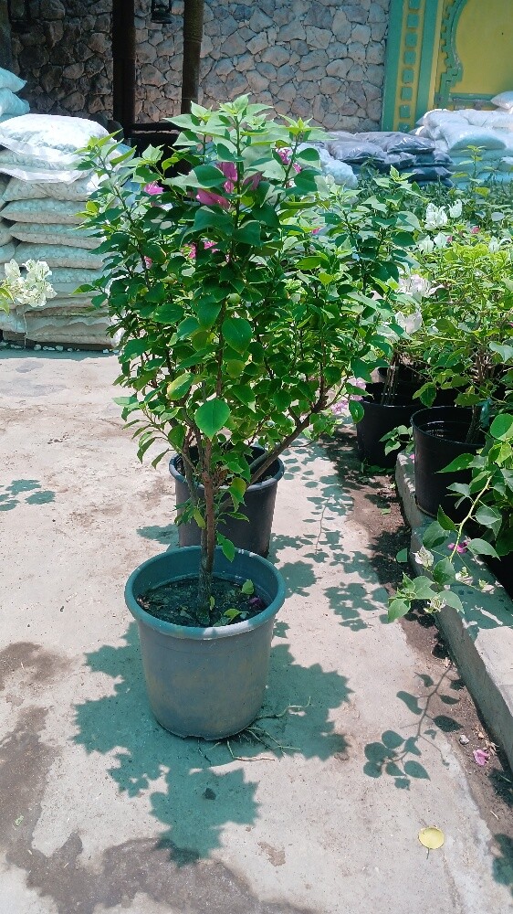 وروود واشجار زينه - 2