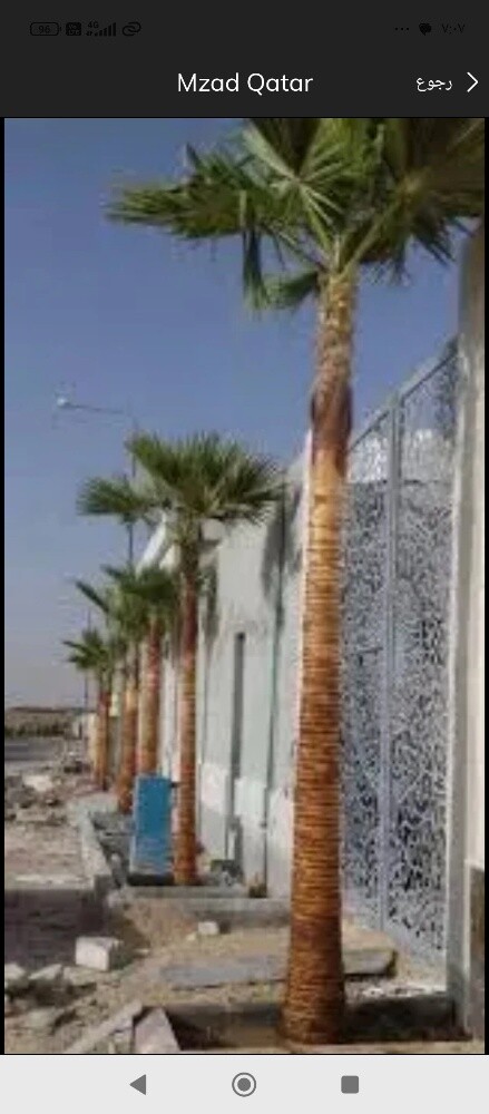 شجر للبيع - 1